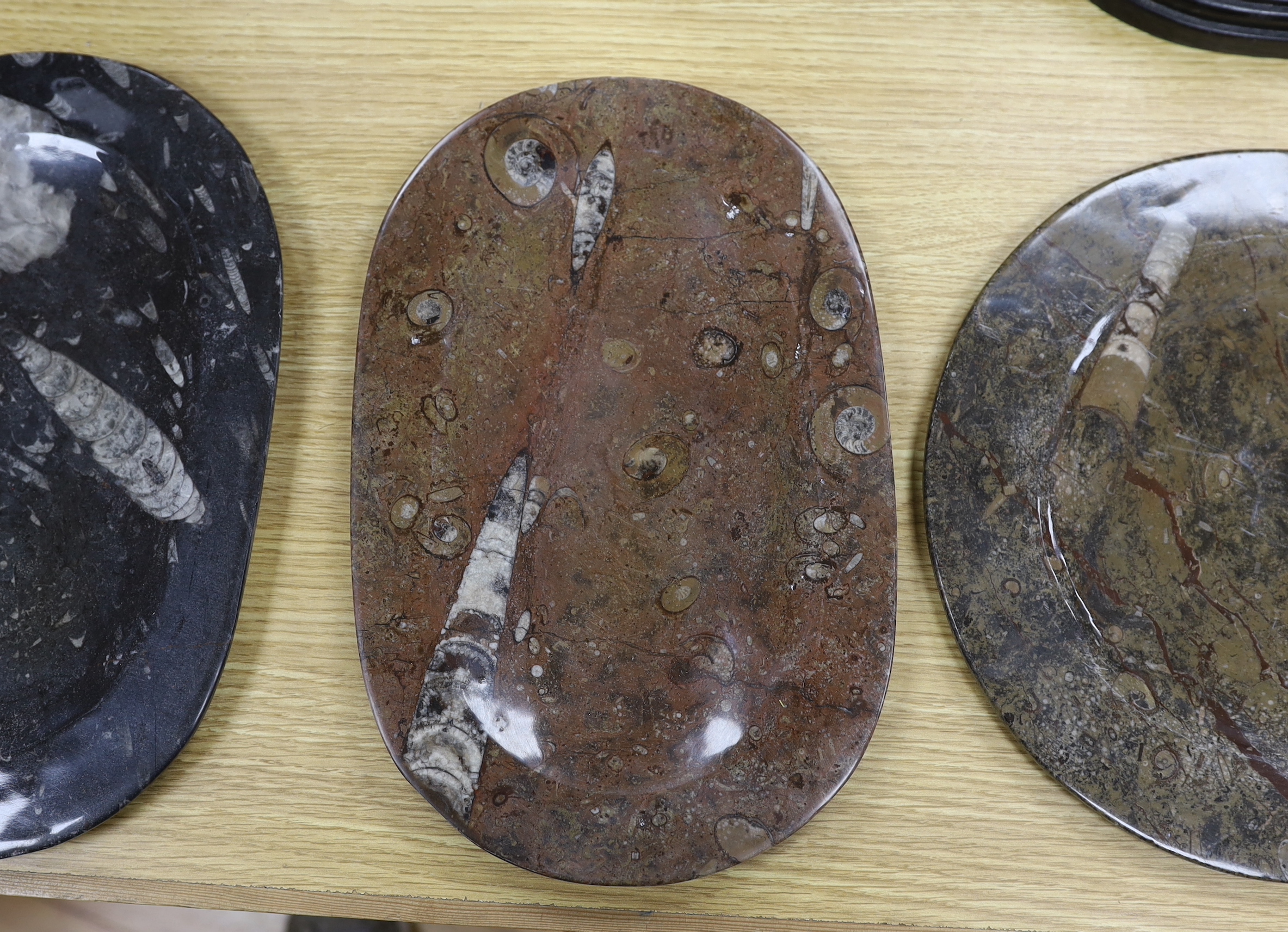 Six fossil specimen stone plates, including ammonites, belemnites, etc. largest 32cm